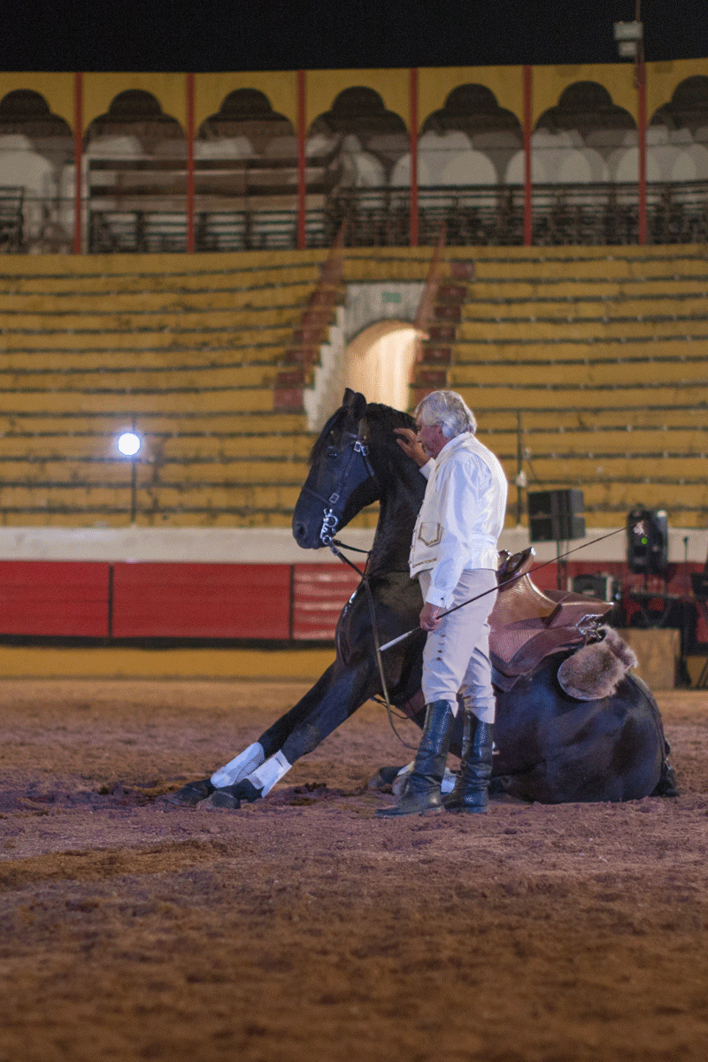 Escola Equestre Vitor Rodrigues