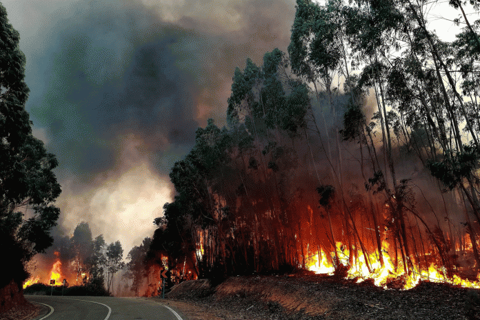 Fogos 20863334_10213503921897003_3289326608193979236_o Tempestades de fogo