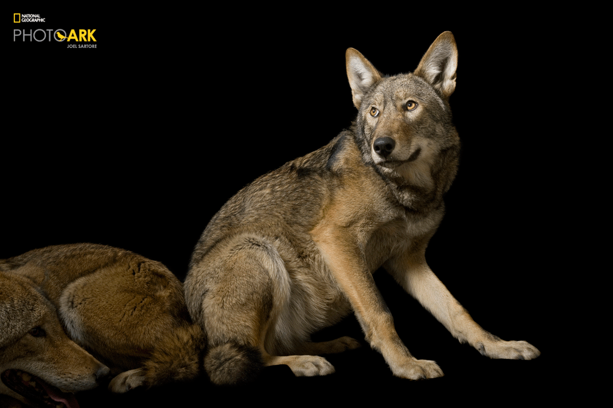 Photo Ark, National Geographic