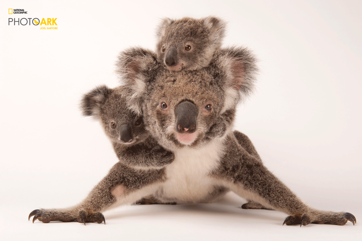 Photo Ark, National Geographic