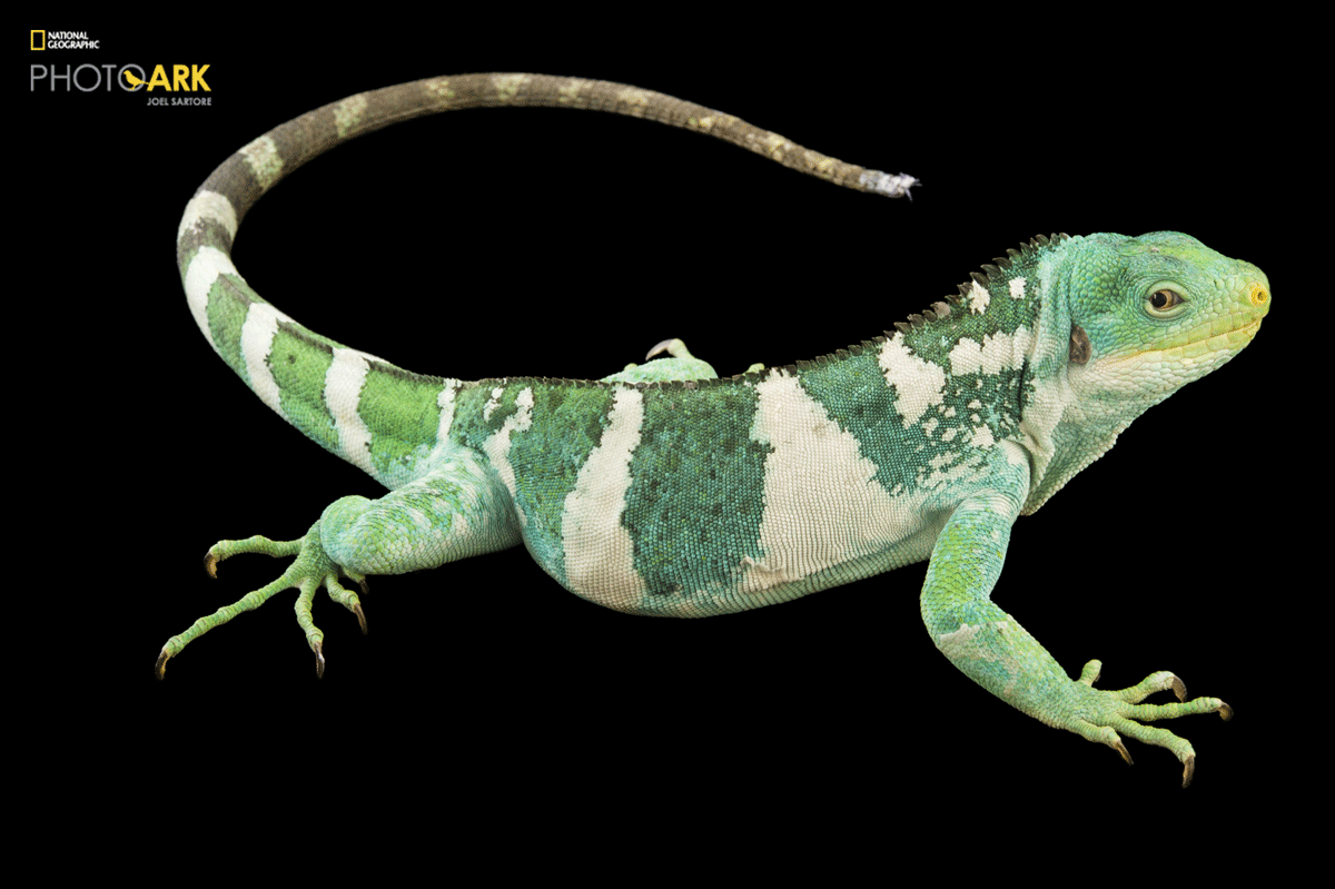 Photo Ark, National Geographic
