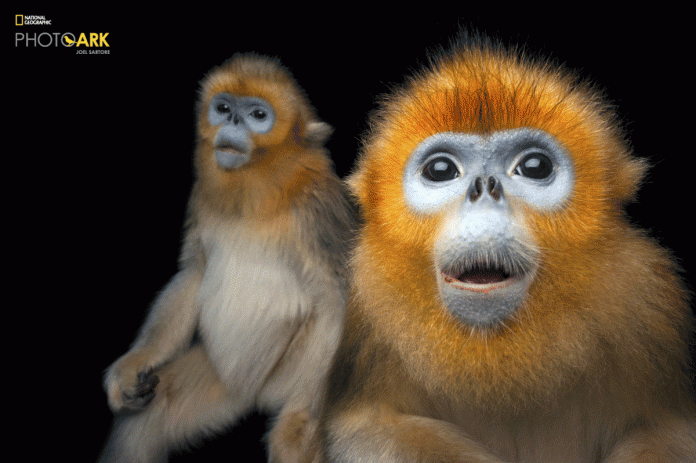 1-2 Photo Ark, National Geographic