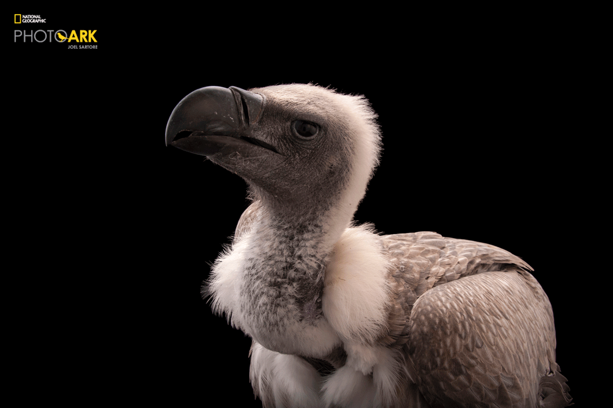 Photo Ark, National Geographic