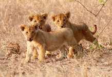 Parque Nacional da Gorongosa eleito pela National Geographic Travel para as Melhores Viagens de 2019 Parque Nacional da Gorongosa