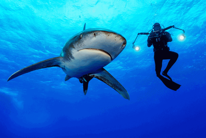 #Brian_Skerry_exposicao_Sharks National Geographic