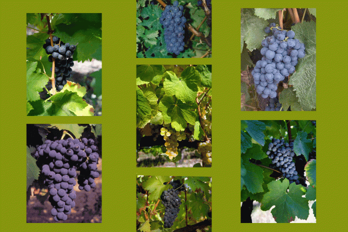 Vinhos do Dão