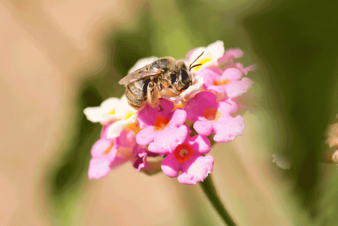 Operation Pollinator