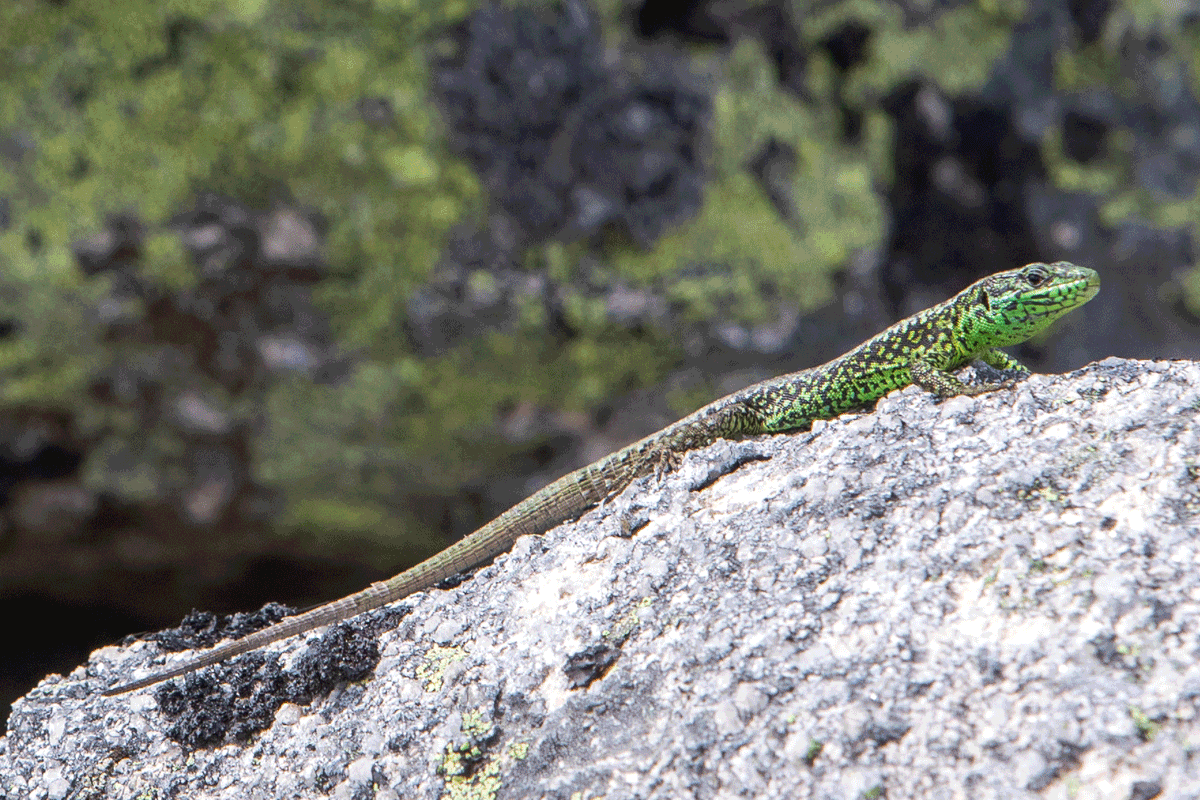 Trilhos da Serra da Estrela