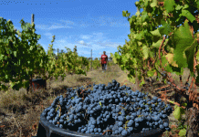 Reviver a tradição das vindimas na Rota dos Vinhos do Dão Rota dos Vinhos do Dão