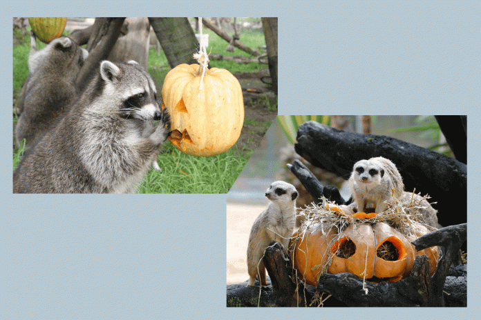 Halloween---Jardim-Zoológico JARDIM ZOOLÓGICO