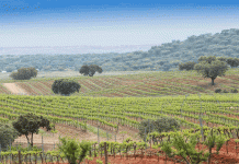 Condé Nast coloca a região dos Vinhos do Alentejo no Top 6 dos destinos vinícolas para 2020 Região vinícola do Alentejo