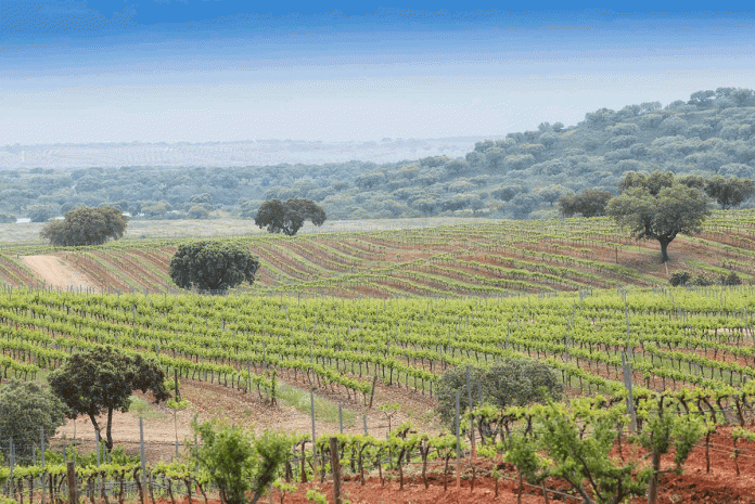 CVRA-(117) Região vinícola do Alentejo