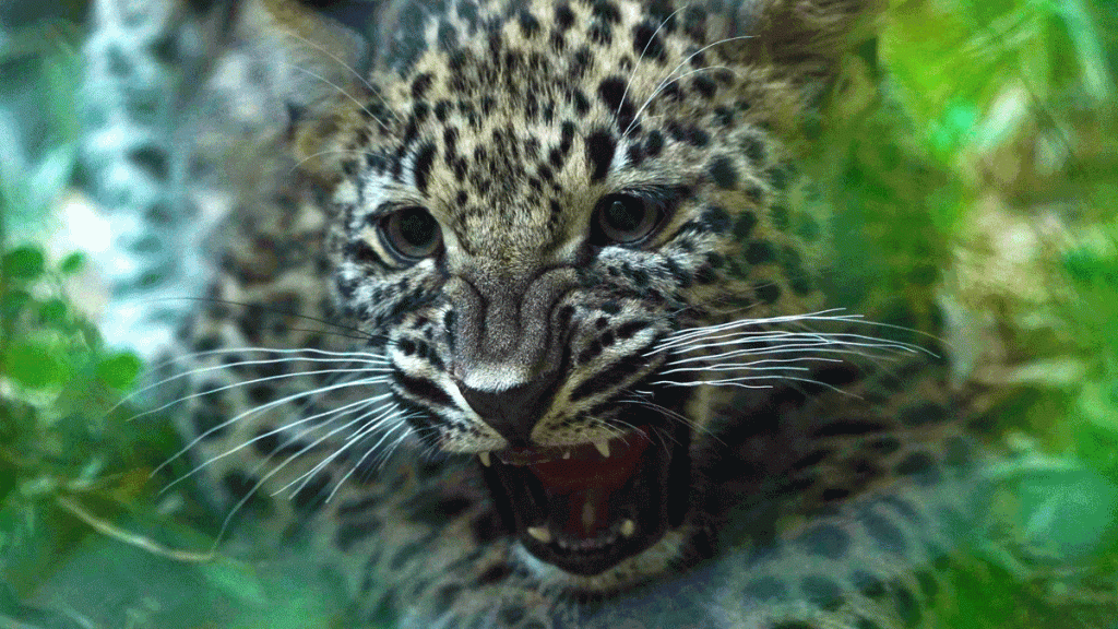 Jardim Zoológico