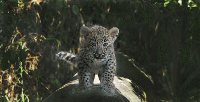 Jardim Zoológico