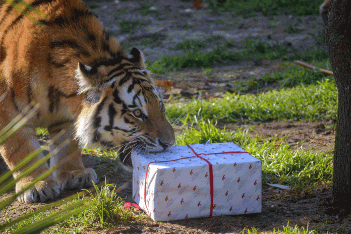 Tigre_ea_natal1 Jardim Zoológico