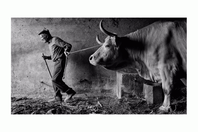 bacelar_800x440_noticias_3a12d0 Estarreja