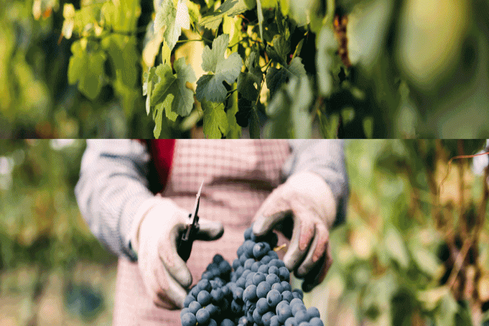 Sociedade dos Vinhos Borges