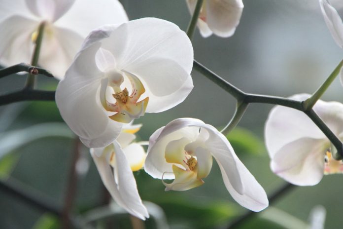 Jardim Zoológico_Orquídea3 "Orquídeas da Colômbia" invadem Jardim Zoológico numa exposição rica em cores e aromas