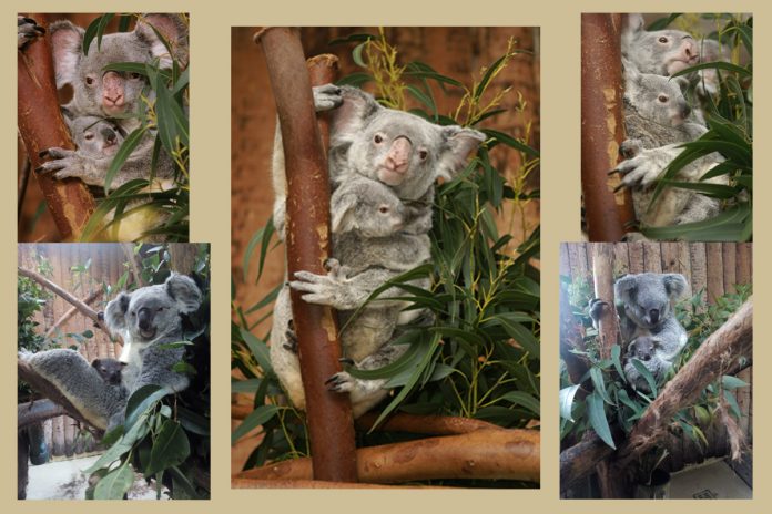 Koala Programa de Conservação in situ de Koalas