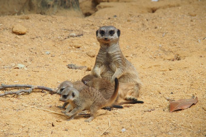Suricata Este Carnaval, visite o Jardim Zoológico e descubra as novas crias da savana africana e as suas "máscaras"