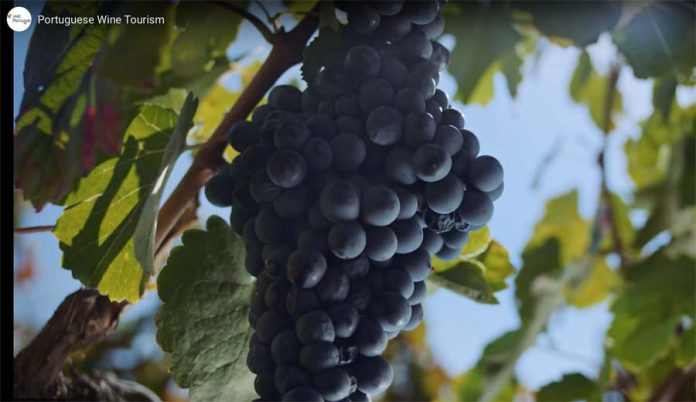 Turismo de Portugal lança Campanha de Promoção do Enoturismo