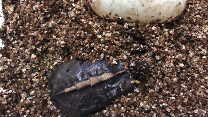 Nesta Páscoa, visite virtualmente o Jardim Zoológico e conheça a cria saída da casca