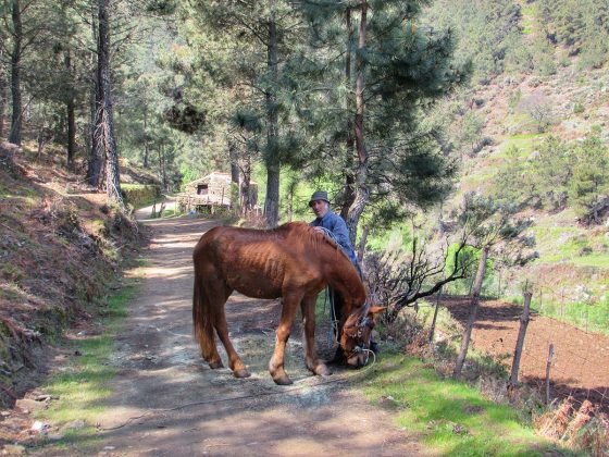 Cavalo