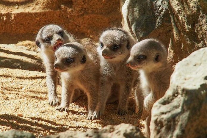 verão Jardim Zoológico