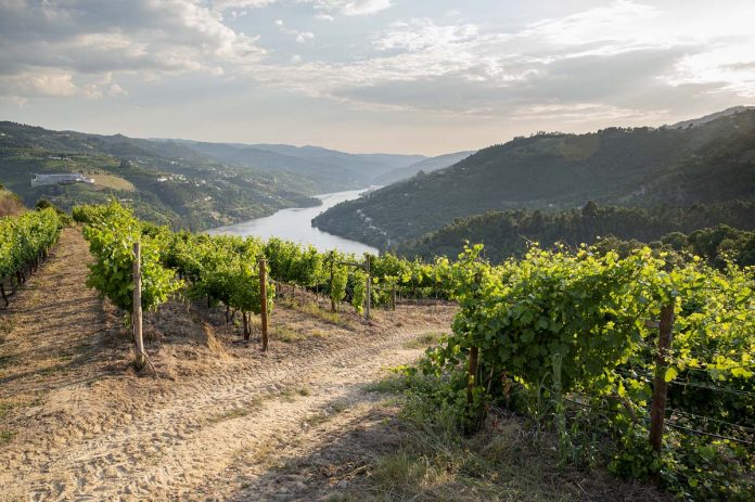 vinhos Cazas Novas Avesso