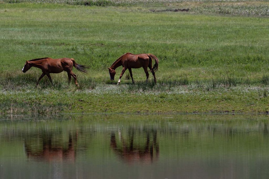 Fauna