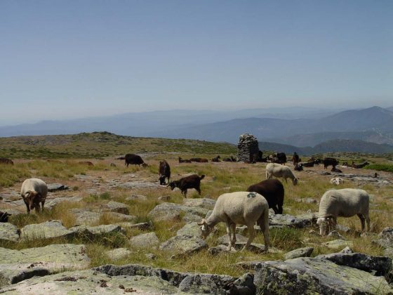 Rebanho no planalto superior da Serra da Estrela