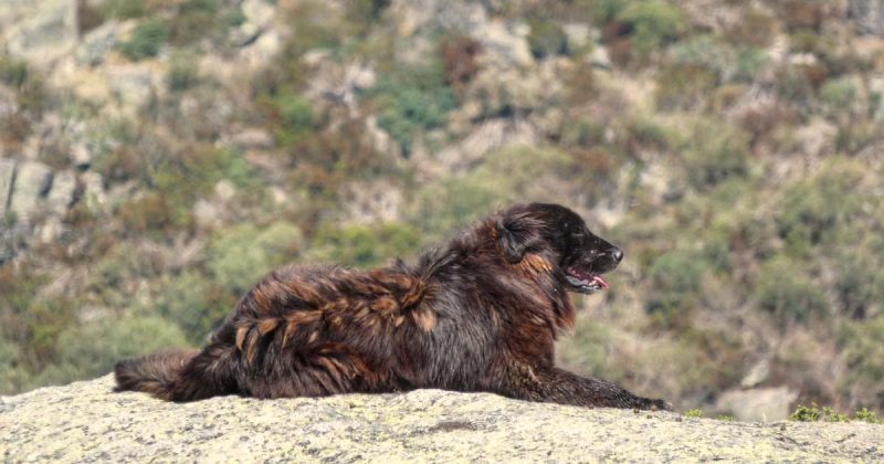 c&atilde;o da Serra da Estrela