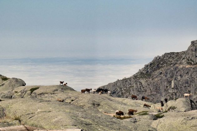 Rebanho no planalto superior da Serra da Estrela