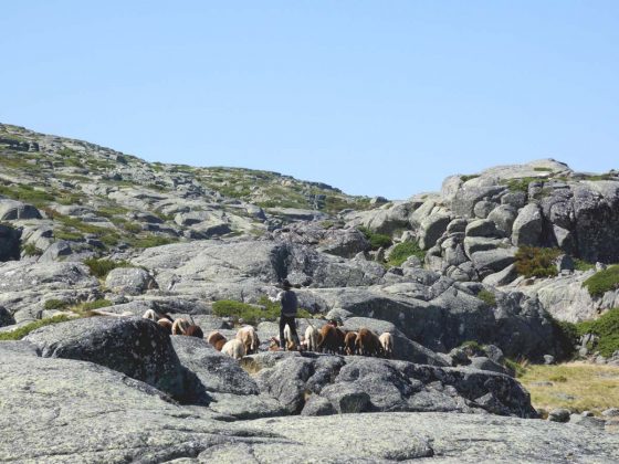Um oceano de pastagens e rochas