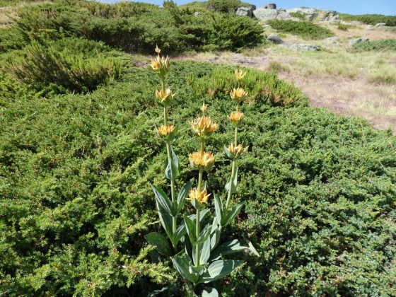 Argen&ccedil;ana dos pastores