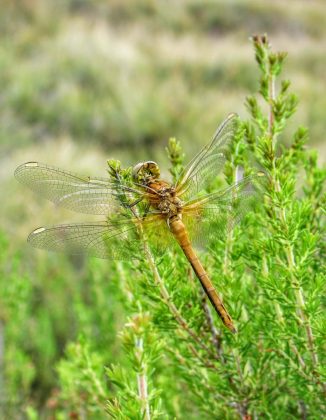 Orthetrum coerulescens f&ecirc;mea