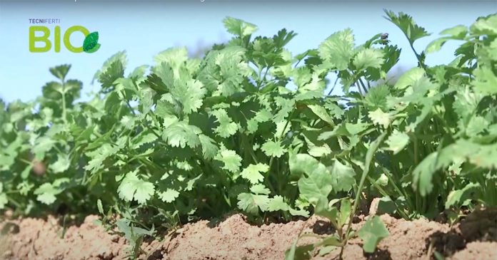 Grupo dinamarquês ervas aromáticas Algarve