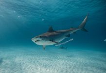 Shark Week: Famosos mergulham com tubarões no Discovery Shark Week