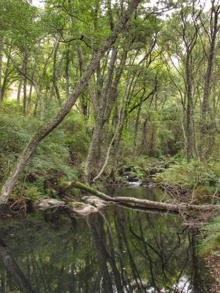 Orquestra da Natureza