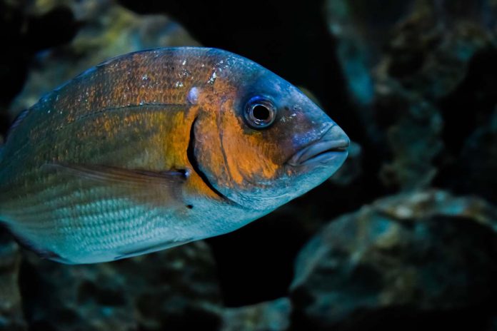 aquacultura e CoLAB e B2E