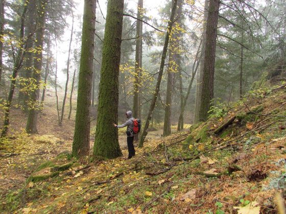 Bosques da Serra da Estrela