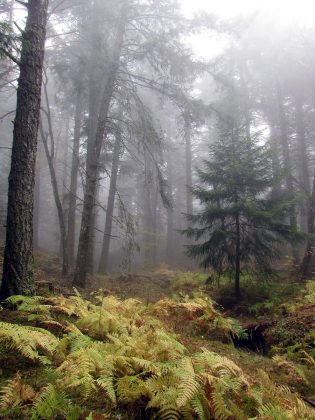 Bosque