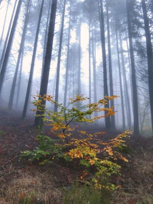 Bosque