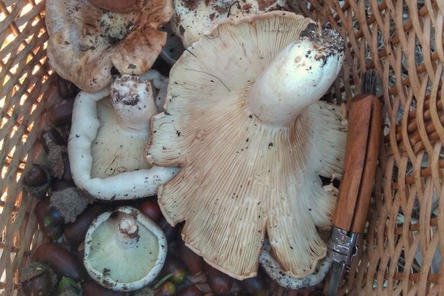 Variedades diversas