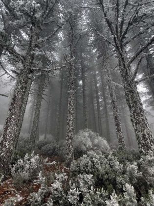 neve