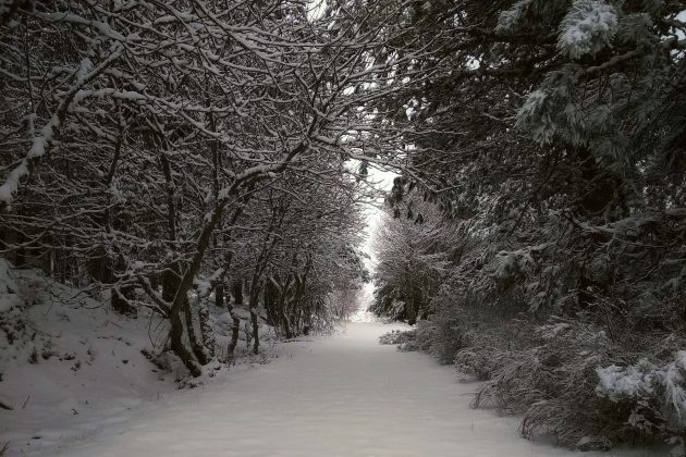 neve