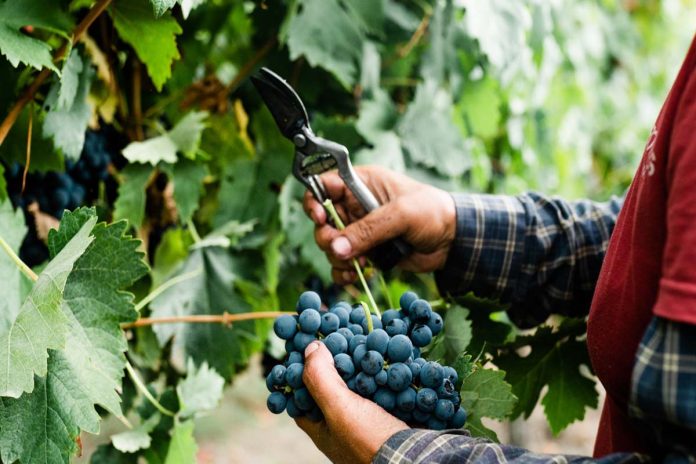 Vindima 2020 Vinhos Borges Borges relatório de vindima 2020