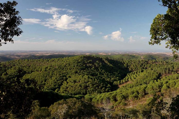 Pinhal-Manso-Contenda-Sul s Herdade da Contenda Prémio Nacional de Paisagem