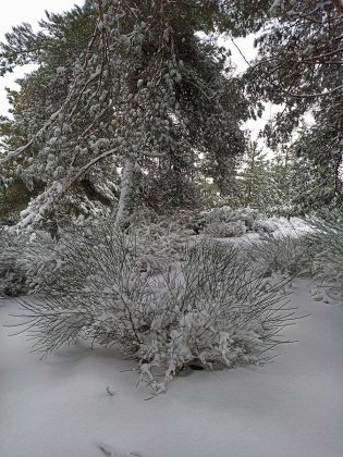 Serra da Estrela &Aacute;rtica