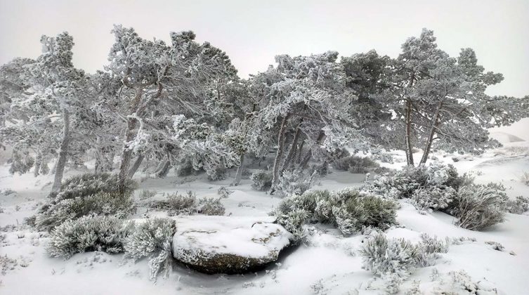 Serra da Estrela &Aacute;rtica
